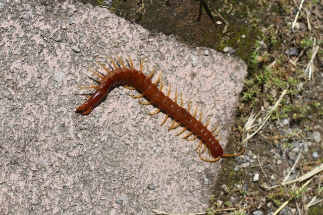 Plutonium zwierleini (Plutoniumidae)